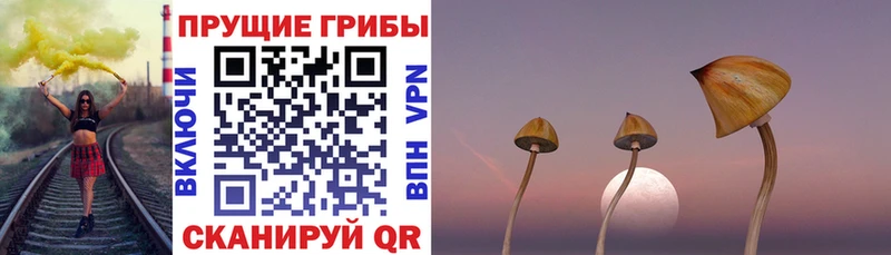 магазин продажи   hydra ССЫЛКА  Галлюциногенные грибы Psilocybine cubensis  Елабуга 